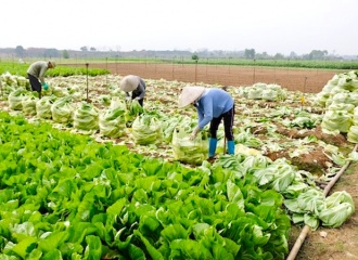 Businesses in low Covid-19 risk areas to restore farm production and sales