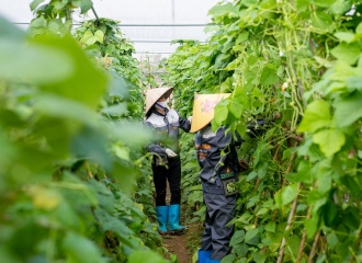 Hanoi to promote  farm produce chains with int’l standards