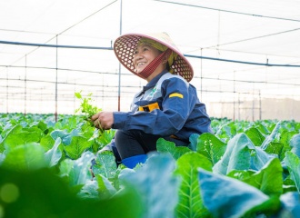 Hanoi agriculture to achieve growth of 3% this year      