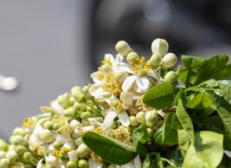 Grapefruit flowers decorate Hanoi's streets