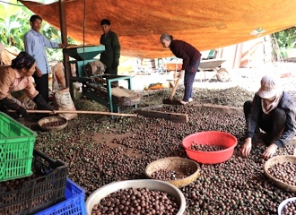 Vietnam’s macadamia export to hit $2.5 billion by 2050