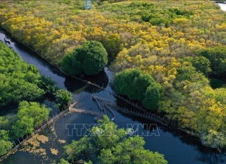 Mangrove afforestation in Mekong Delta: Indispensable for climate response in Vietnam 