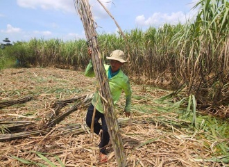 Vietnam maintains in force anti-dumping duty on sugar from Thailand