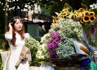 Romantic Aster amellus flower adorns Hanoi's autumn