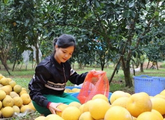 Hanoi ramps up farm production capacity ahead of Lunar New Year