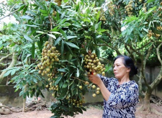 Fresh Vietnamese longan to land in Japan this week