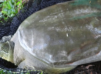 Hoan Kiem giant turtle in Dong Mo Lake dies