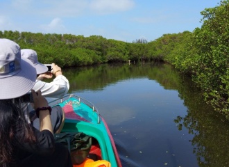 Mangroves: Precious resources of Vietnam in mitigating climate change 