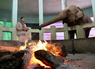 Hanoi Zoo turns up the heat to keep animals warm in  bitter cold