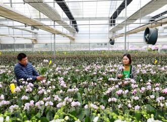 Hanoi's flower village bustling with Tet preparations 