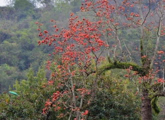 Thay Pagoda's poetic beauty in Bombax Ceiba Blossom season