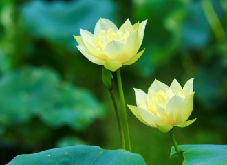 Pristine white lotus enchants flower lovers in Hanoi