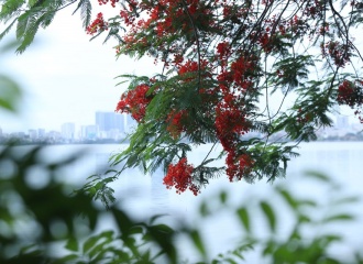 Breathtaking West Lake in summer bloom 