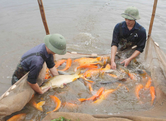 Hanoi expands VietGAP aquaculture models