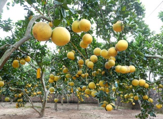 Hanoi replicates world-class pomelo plantations