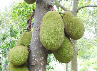 Hanoi expands jackfruit plantations