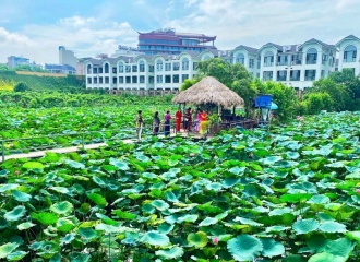 Hanoi leverages lotus value chain