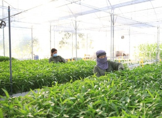 Hanoi's agriculture sector determined to exceed goals