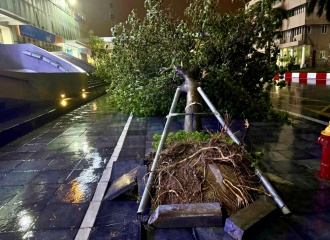 Hanoi aims to clear fallen trees by September 12