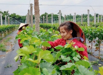 Hanoi promotes eco-friendly agricultural models