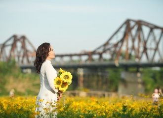 Breathtaking cosmos flower fields under Long Bien Bridge