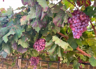 Italy’s fresh table grapes: The model for sustainable agriculture and food safety