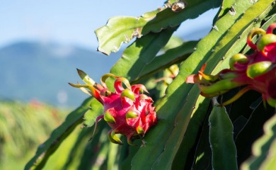  Australian consumers enjoy Vietnamese dragon fruit at trade fair