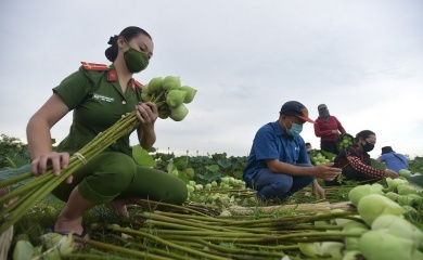 Hanoi: Policemen help farmers harvest agricultural products