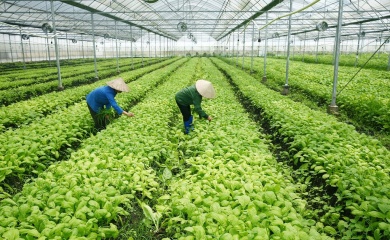 Vietnam in need of national strategy for veggie exports to EU