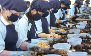 Vietnamese cashew exporters fall victims to international scammers   