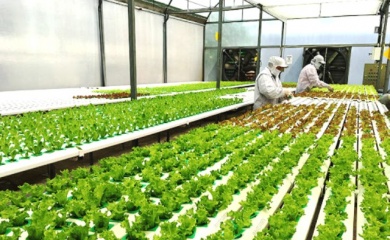 Vietnam seeks sustainable partnership with US in agricultural production