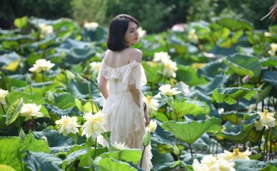 Unique yellow lotus pond in Hanoi’s suburbs 