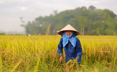 Vietnam vows to become transparent food producer