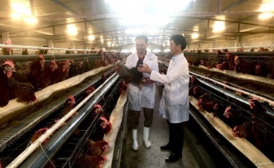 Hanoi boosts organic livestock farming for sustainable development