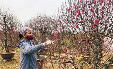 Peach blossom farming lifts Van Tao Commune out of poverty