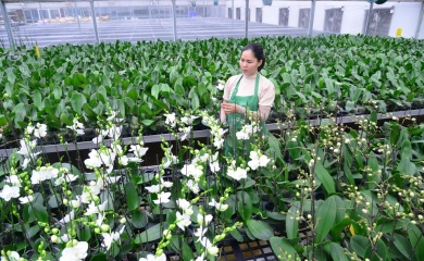 Hanoi's agriculture on the road to differentiation