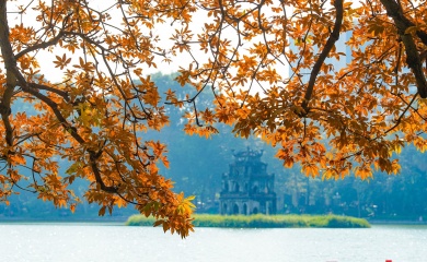 Exploring heritage trees around Hoan Kiem Lake