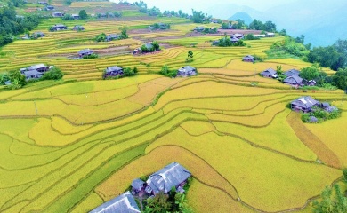 Exploring tantalizing rice ripening season in northwest Vietnam 