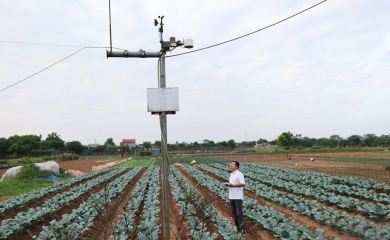 Sustainable agricultural transformation flourishes on Hanoi's outskirts