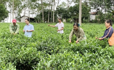 Hanoi's thriving tea industry faces challenges in boosting exports