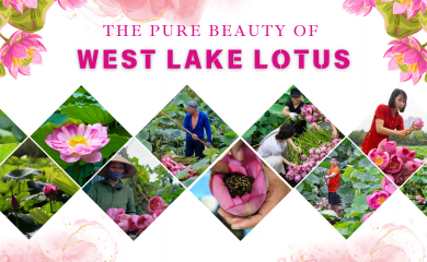 The pure beauty of West Lake lotus