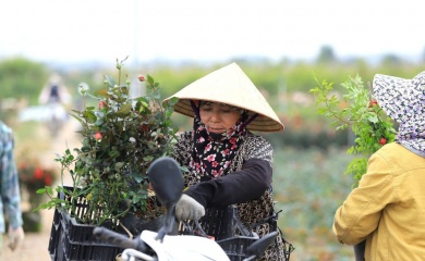 Hanoi to turn ornamental flowers and plants into premium agricultural products