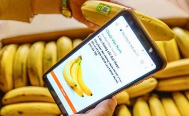 Hanoi's commune transforms banana farming through innovative cooperative partnership