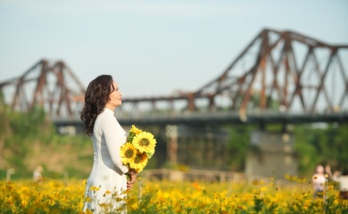 Breathtaking cosmos flower fields under Long Bien Bridge