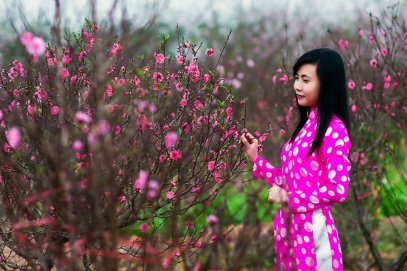 Hanoi's flower villages are in full Tet preparation mode