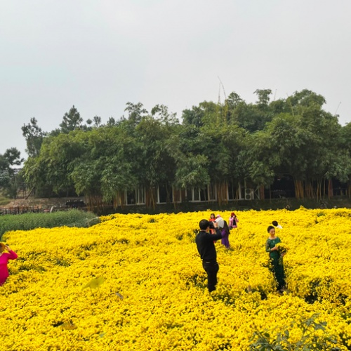 Ho Tay Flower Valley: An ideal venue for photo shooting within Hanoi