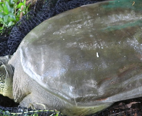 Hanoi’s giant turtle in Dong Mo Lake dies