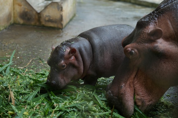 Adorable baby hippo wows Hanoi visitors